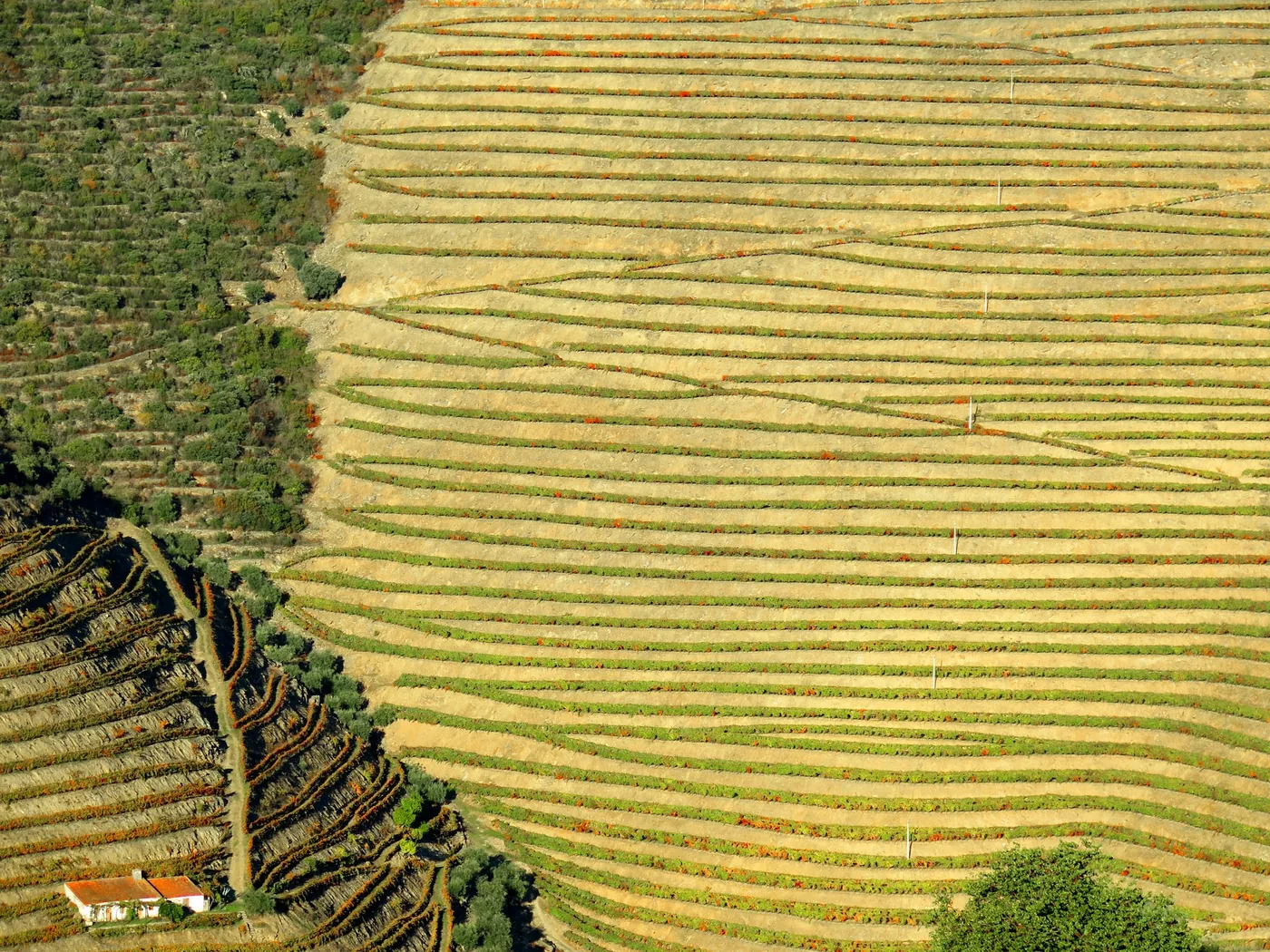 Steep terraced vineyards above the Douro river